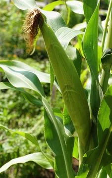 A green and raw corn growing on the tree in the summer Stock Photos