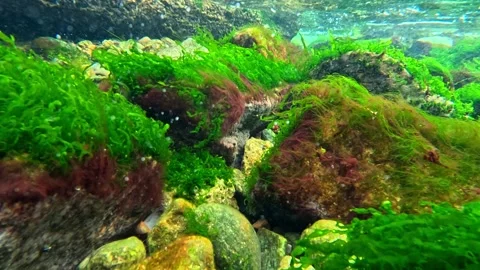 Green and red algae in the Black Sea, oxygen bubbles in the water, photosyn.. Stock Footage 330024392