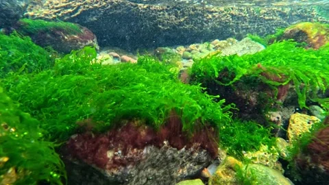 Green and red algae moving in the water current on the seabed in the Black Se Stock Footage 328739197