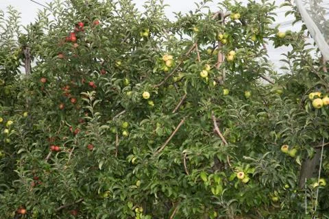 Green and Red apples on tree, cultivation Stock Photos