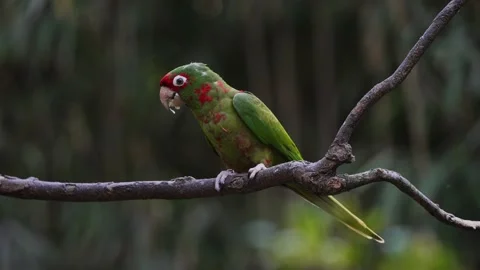 Green and Red Aratinga Mitrata Parrot perched in branch in rainforest and Stock Footage 160350503