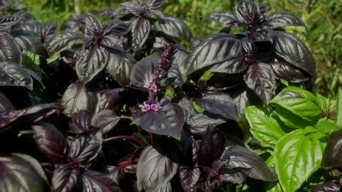 Green and red basil plantation Stock Footage 208949065