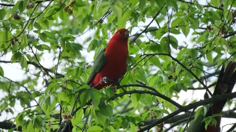 Green and red bird on tree Stock Footage 346356402
