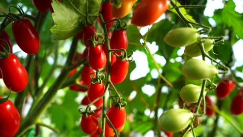 Green and red cherry tomatoes thriving on branches in a greenhouse Stock Footage 281768671