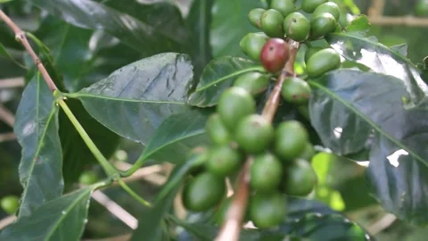 Green and red coffee berries 2024 Stock Footage 276692090
