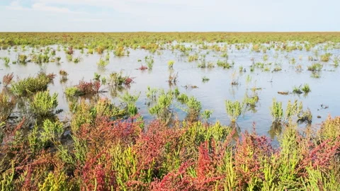Green and red colored samphire or salicornia plants in autumn Stock Footage 252201019