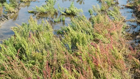 Green and red colored samphire or salicornia plants in autumn Stock Footage 259033444