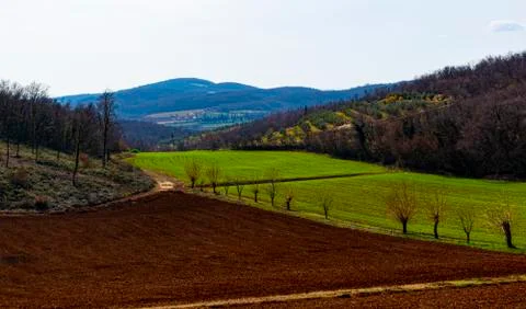 Green and red fields Stock Photos