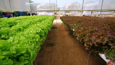 Green and red leaf lettuce growing in greenhouse at agricultural facility in Stock Footage 317088897