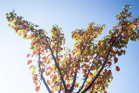 Green and red leafs on fruit tree Stock Photos