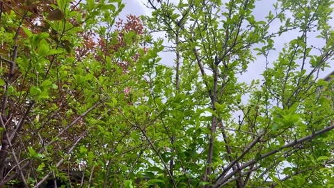 Green and red leafy tree branches reaching up to a cloudy sky, natural garde 動画素材 333380643
