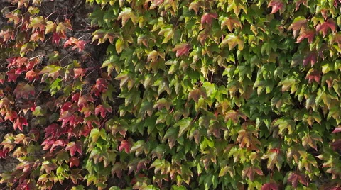 Green and red leaves Stock Footage 55836969