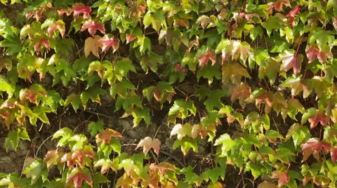 Green and red leaves Stock Footage 56014654
