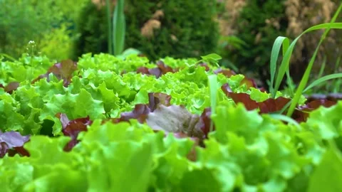 Green and red lettuce grows on the ground in a summer cottage. Video stock 132201361