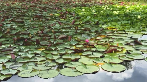 Green and red lily pads with blooming pink and yellow water lilies float  Vidéo 340997679