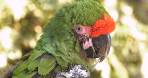 Green and red macaw chewing on his feathers Stock Footage 125922441