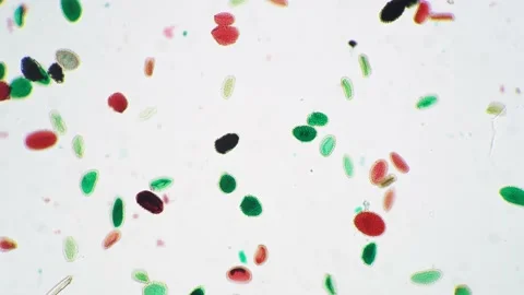 Green and red pollen germination whole mount under microscope with 100 times Stock Footage 211827052