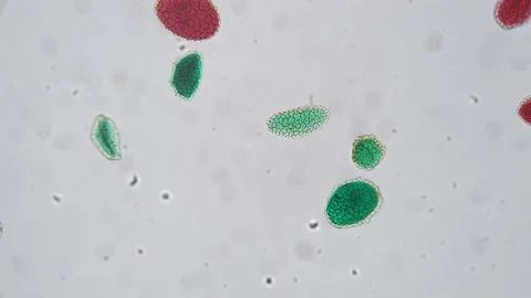 Green and red pollen germination whole mount under microscope with 200 times Stock Footage 212758977