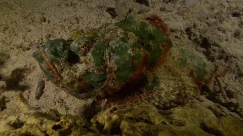 Green and red stone fish motionless, Red Sea, Egypt Stock Footage 104709894