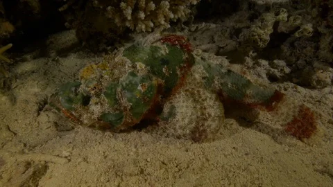 Green and red stone fish jumps on the sandy sea floor, Red Sea, Egypt Stock Footage 104710822
