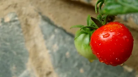Green and red tomatoes Stock Footage 52661148