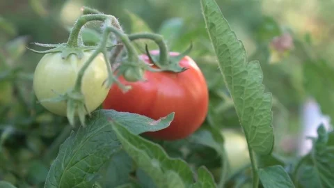 Green and red tomatoes Vídeo Stock 70558624