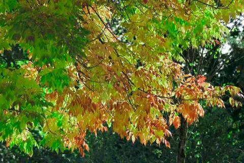 Green and red tree in the fall Stock Photos