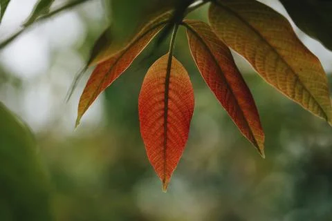 Green and red tree leaves in spring season Stock Photos