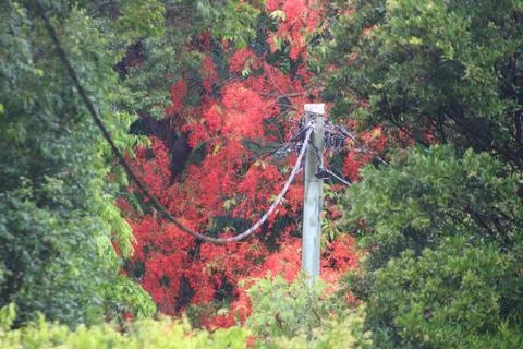Green and red trees meshing together with power post and line showing Stock Photos