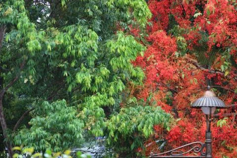 Green and red trees meshing side by side with street lamp in corner Stock Photos