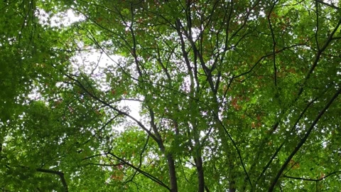 Green and Reddish Leaves in Sunlit Forest Canopy Video stock 344863636