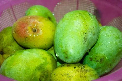 Green and ripe Mangoes Stock Photos