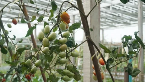 Green and ripening cherry tomatoes grow on supported vines inside an agrivo.. Stock Footage 344257713