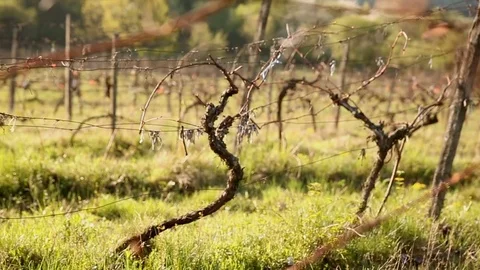 Green and thick grass at the old vineyard in spring Stock Footage 76092544