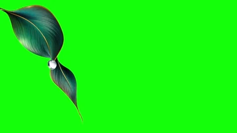 Green and White Bird and Leaf and Screen Green Screen Vidéo 339348737