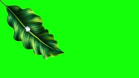 Green and White Leaf and Screen on Green Screen Background Horizontal 16:9 Vidéo 339348562