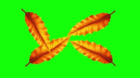 Green and White Leaf and Screen on Green Screen Background Horizontal 16:9 Stock Footage 339443573