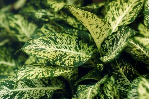 Green and white leaf background, plant Dieffenbachia. Stock Photos