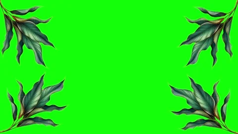 Green and White Screen on Green Screen Background Horizontal 16:9 Vídeo Stock 339348733