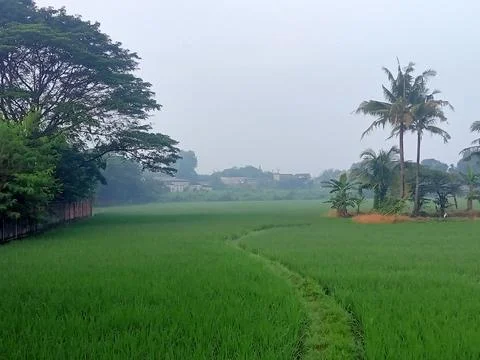 Green and wide fields Stock Photos