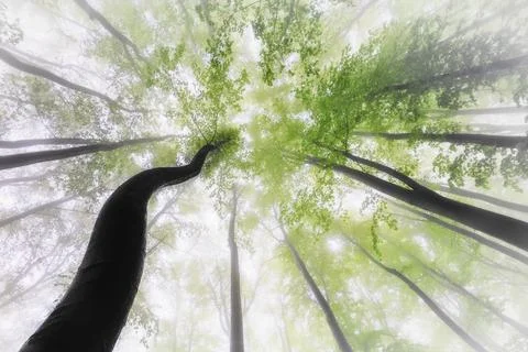 Green and Yellow Beech Canopy in Mist Stock Photos