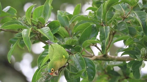 A green and yellow bird is perched on a tree branch Video stock 271607867
