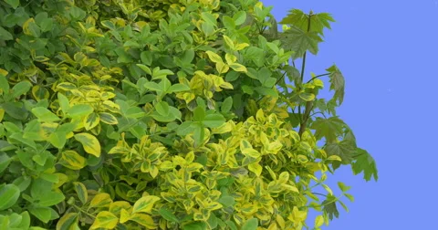 Green and Yellow Deciduous Trees and Shrubs Young Maple Branch Fresh Leaves Are Stock Footage 61787752
