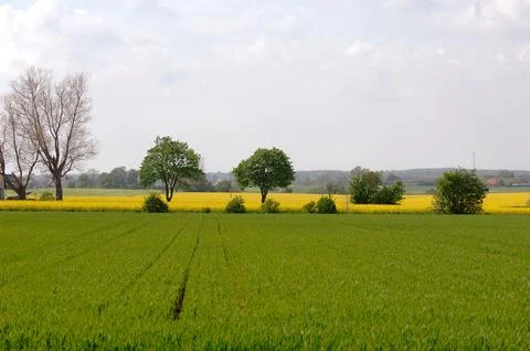 Green and yellow fields Stock Photos