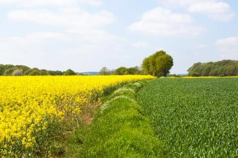 Green and yellow fields with rapeseed in bloom and young wheat Stock Photos