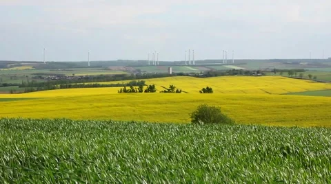 Green and yellow fields with windmills on the horizon Stock Footage 54026691