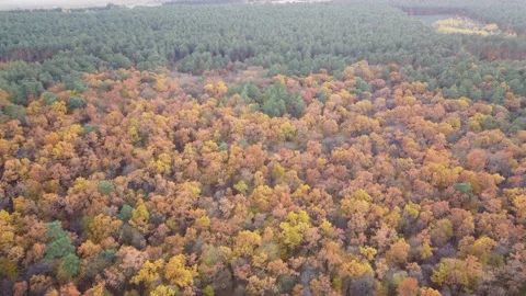 Green and yellow forest Stock Footage 163846371