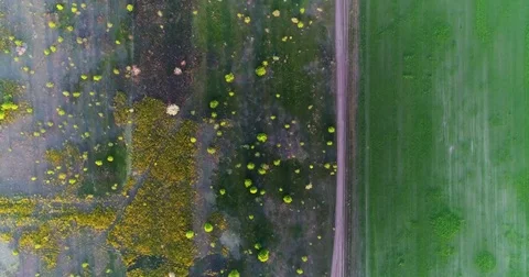 Green and yellow fresh spring fields and roads . Taken with drone Stock Footage 83749486