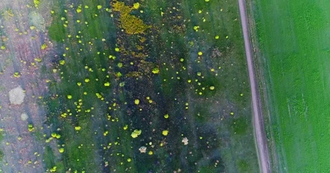 Green and yellow fresh spring fields and roads . Taken with drone Stock Footage 83750101