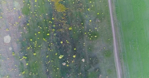 Green and yellow fresh spring fields and roads . Taken with drone Stock Footage 83750183